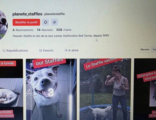 Planete-Staffie débarque sur TIKTOK
