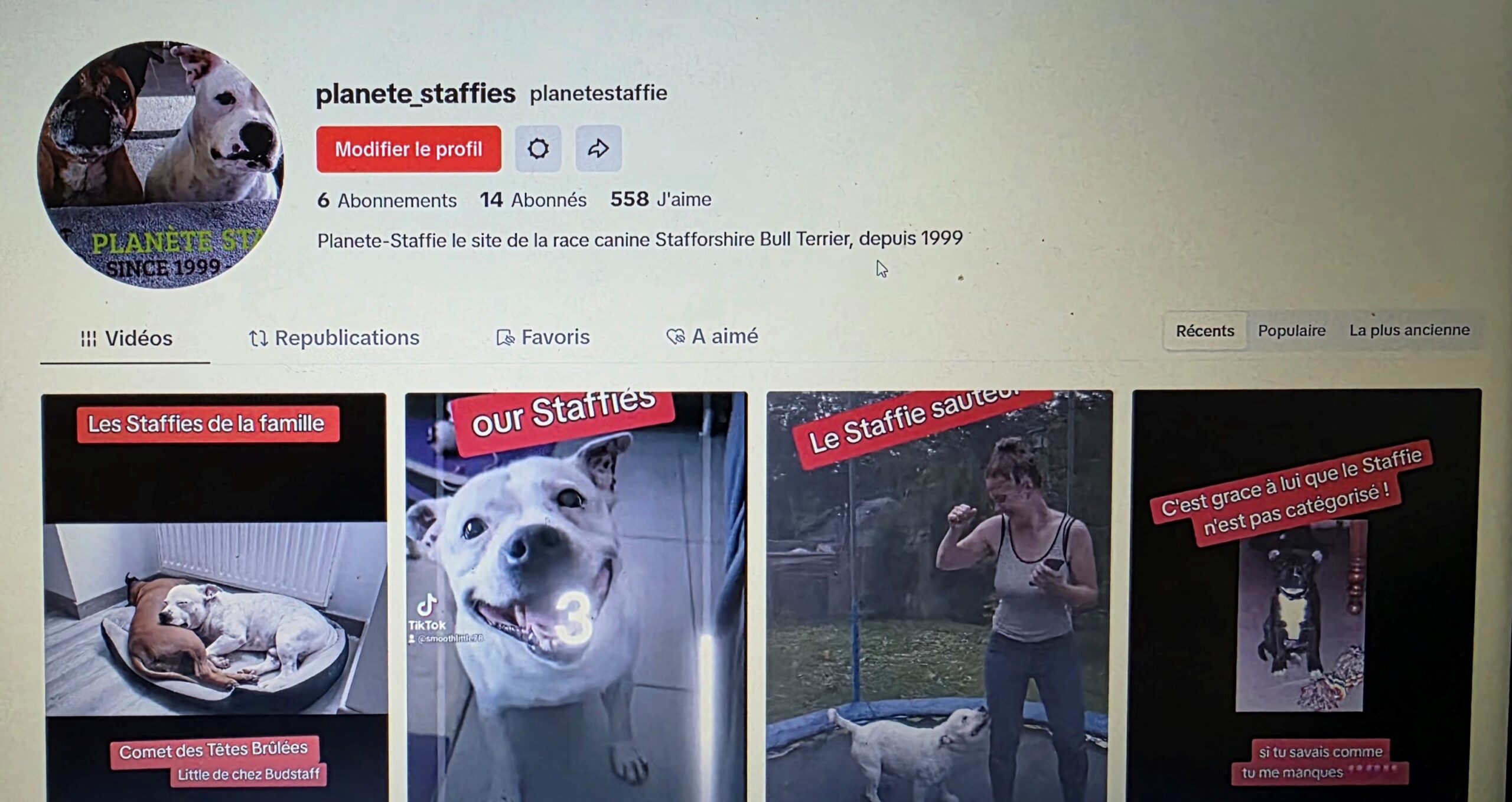 Planete-Staffie débarque sur TIKTOK